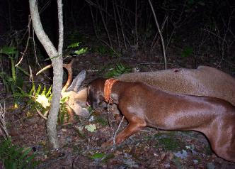 The hunter removed the arrow from the ground and lost were the deer was standing when shot. No blood first 50 yards.